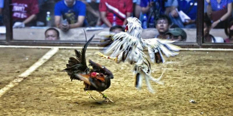 go88 club xổ số miền bắc hôm quả