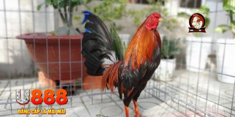 go88 club game máy bay nổ hũ