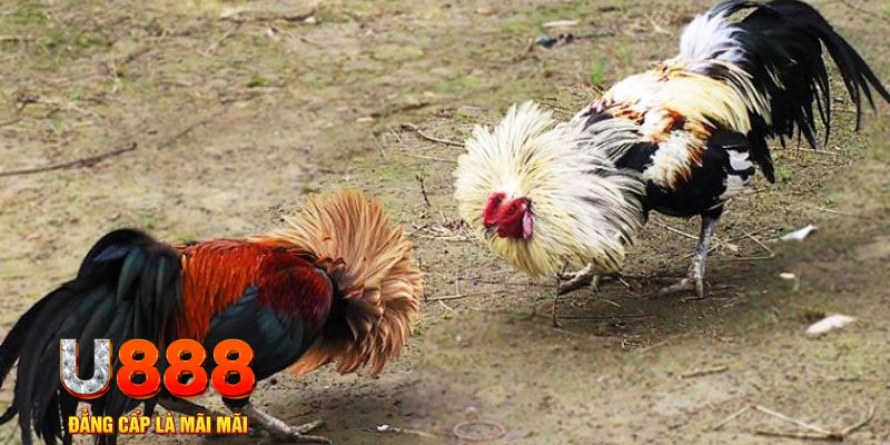 go88 club game nổ hũ là gì